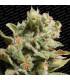 Dutch Dragon (Paradise Seeds)