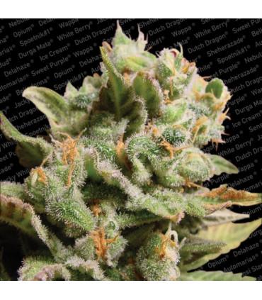 Dutch Dragon (Paradise Seeds)
