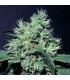Dutch Dragon (Paradise Seeds)