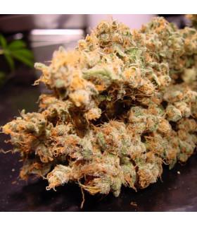 Dutch Dragon (Paradise Seeds)