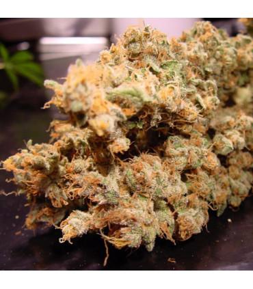 Dutch Dragon (Paradise Seeds)