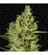 Delahaze (Paradise Seeds)
