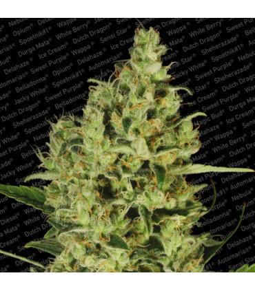 Delahaze (Paradise Seeds)