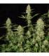 Delahaze (Paradise Seeds)