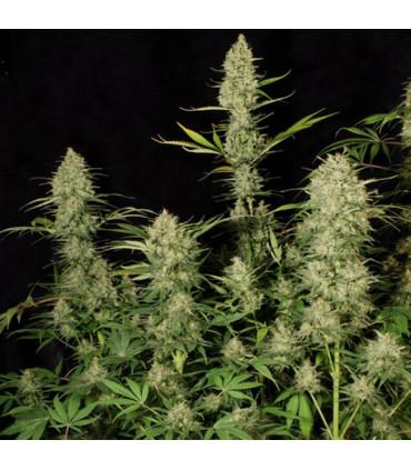 Delahaze (Paradise Seeds)
