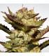 Durga Mata (Paradise Seeds)