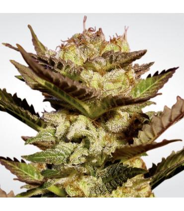 Durga Mata (Paradise Seeds)