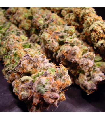 Durga Mata (Paradise Seeds)