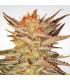 Ice Cream (Paradise Seeds)
