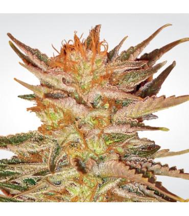Ice Cream (Paradise Seeds)