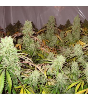 Ice Cream (Paradise Seeds)