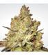 Jacky White (Paradise Seeds)