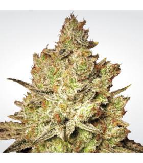 Jacky White (Paradise Seeds)