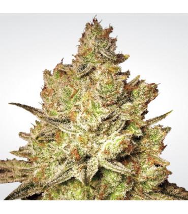 Jacky White (Paradise Seeds)