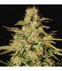 Jacky White (Paradise Seeds)