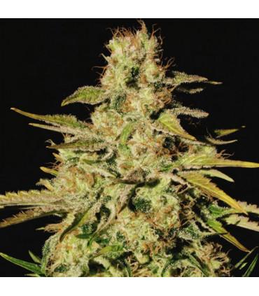 Jacky White (Paradise Seeds)