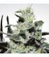 Nebula (Paradise Seeds)