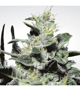 Nebula (Paradise Seeds)