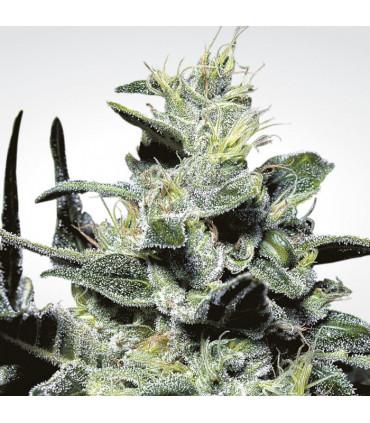 Nebula (Paradise Seeds)