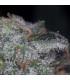 Nebula (Paradise Seeds)