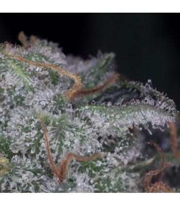 Nebula (Paradise Seeds)