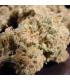 Nebula (Paradise Seeds)