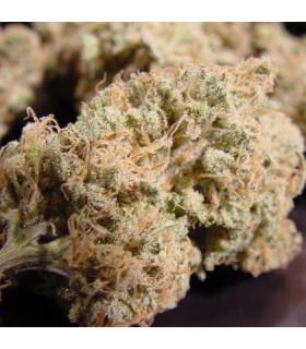 Nebula (Paradise Seeds)