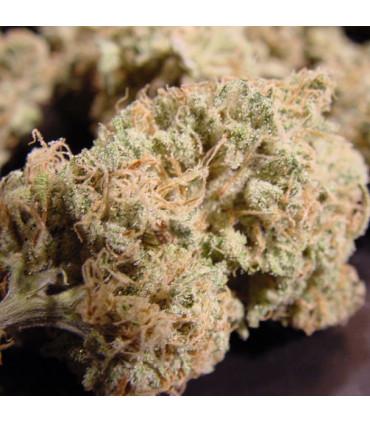 Nebula (Paradise Seeds)