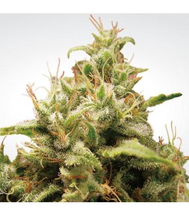 Opium (Paradise Seeds)