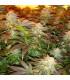 Opium (Paradise Seeds)