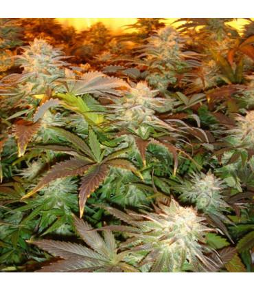 Opium (Paradise Seeds)