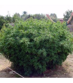Opium (Paradise Seeds)