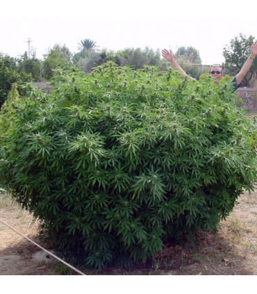 Opium (Paradise Seeds)