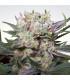 Californian Gold (Paradise Seeds)