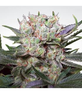 Californian Gold (Paradise Seeds)
