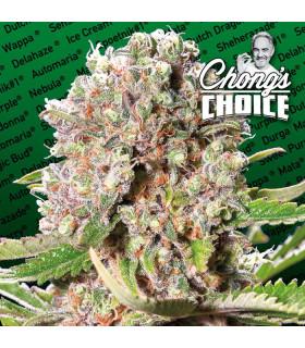 Mendocino Skunk (Paradise Seeds)