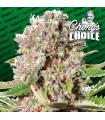 Mendocino Skunk