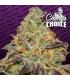 Blue Kush Berry (Blue Kush Berry)
