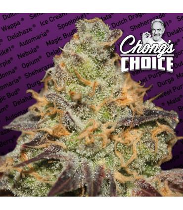 Blue Kush Berry (Blue Kush Berry)