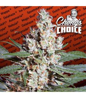 L.A. Amnesia (Paradise Seeds)