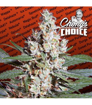 L.A. Amnesia (Paradise Seeds)