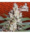 L.A. Amnesia