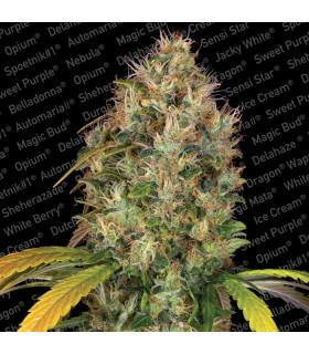 Dutch Kush (Paradise Seeds)