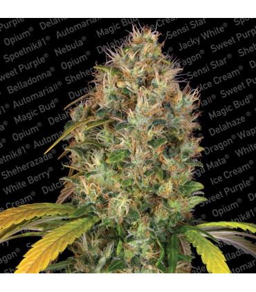 Dutch Kush (Paradise Seeds)