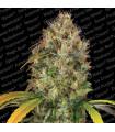 Dutch Kush