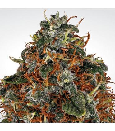 Space Cookies (Paradise Seeds)