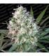 Space Cookies (Paradise Seeds)