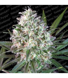 Space Cookies (Paradise Seeds)