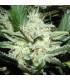 Sensi Star (Paradise Seeds)
