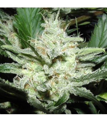 Sensi Star (Paradise Seeds)